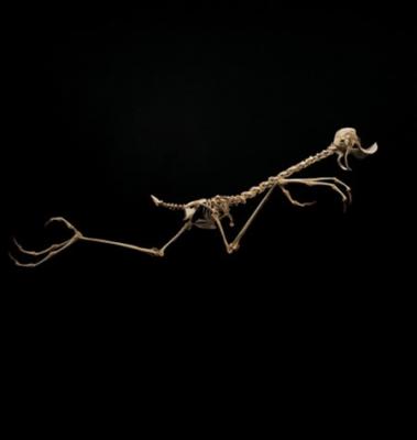 Huyong Lee - Animatus - Roadrunner